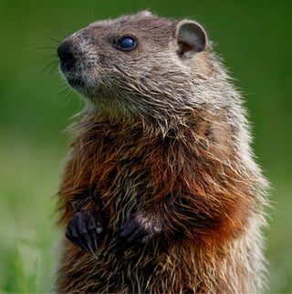 Photo of a groundhog